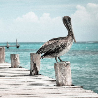 一键分享便捷的DDOS网页端平台